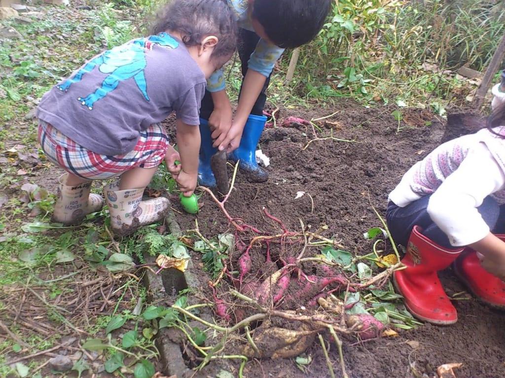 さつまいも掘り　イメージ
