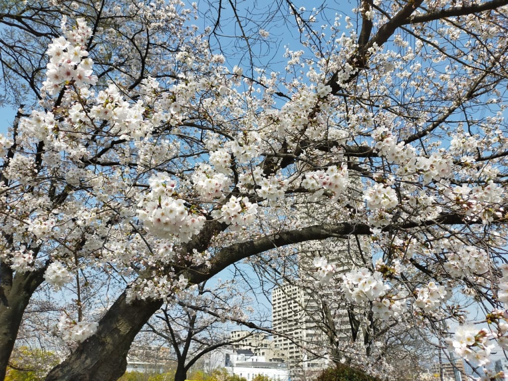 楠葉中央公園桜