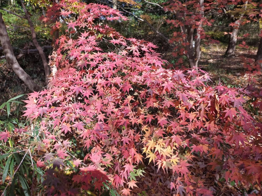 山田池公園