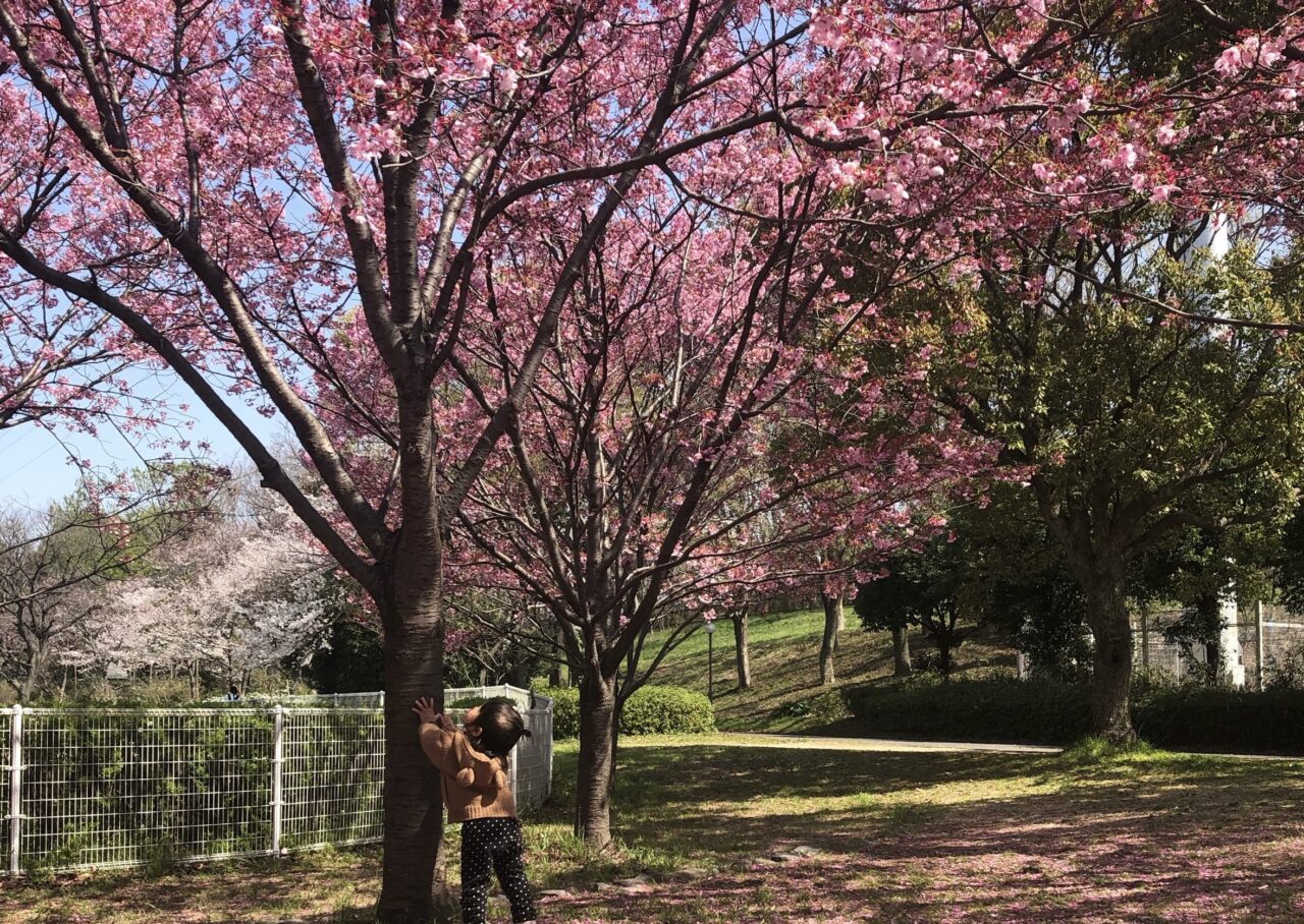 天の川堤防で桜まつり