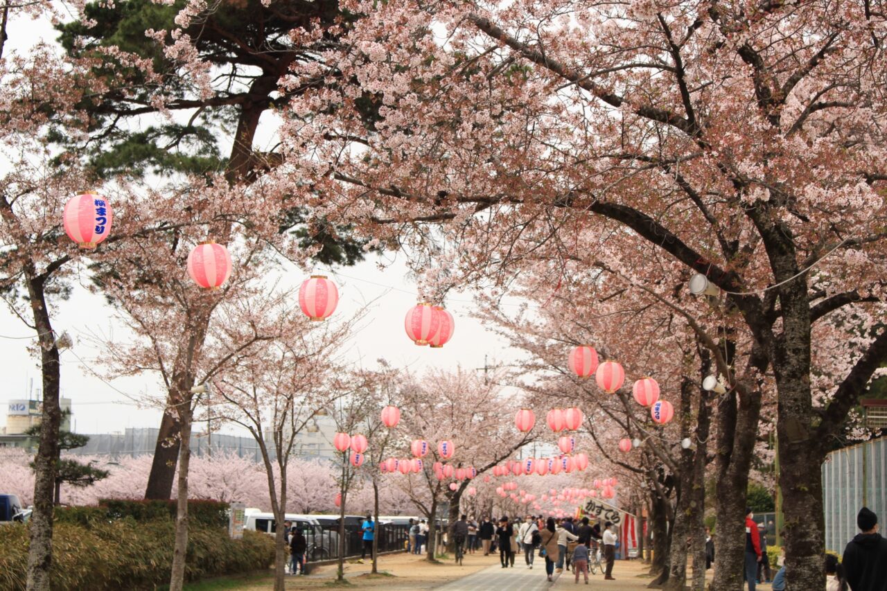 交野天神社でさくら祭