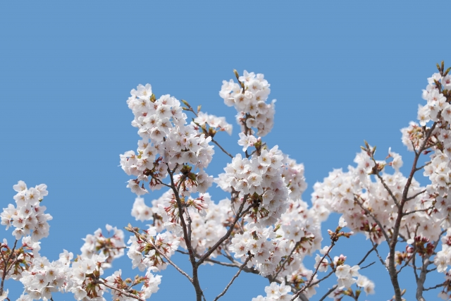 ひらかたパークのヴァイオリンライブ