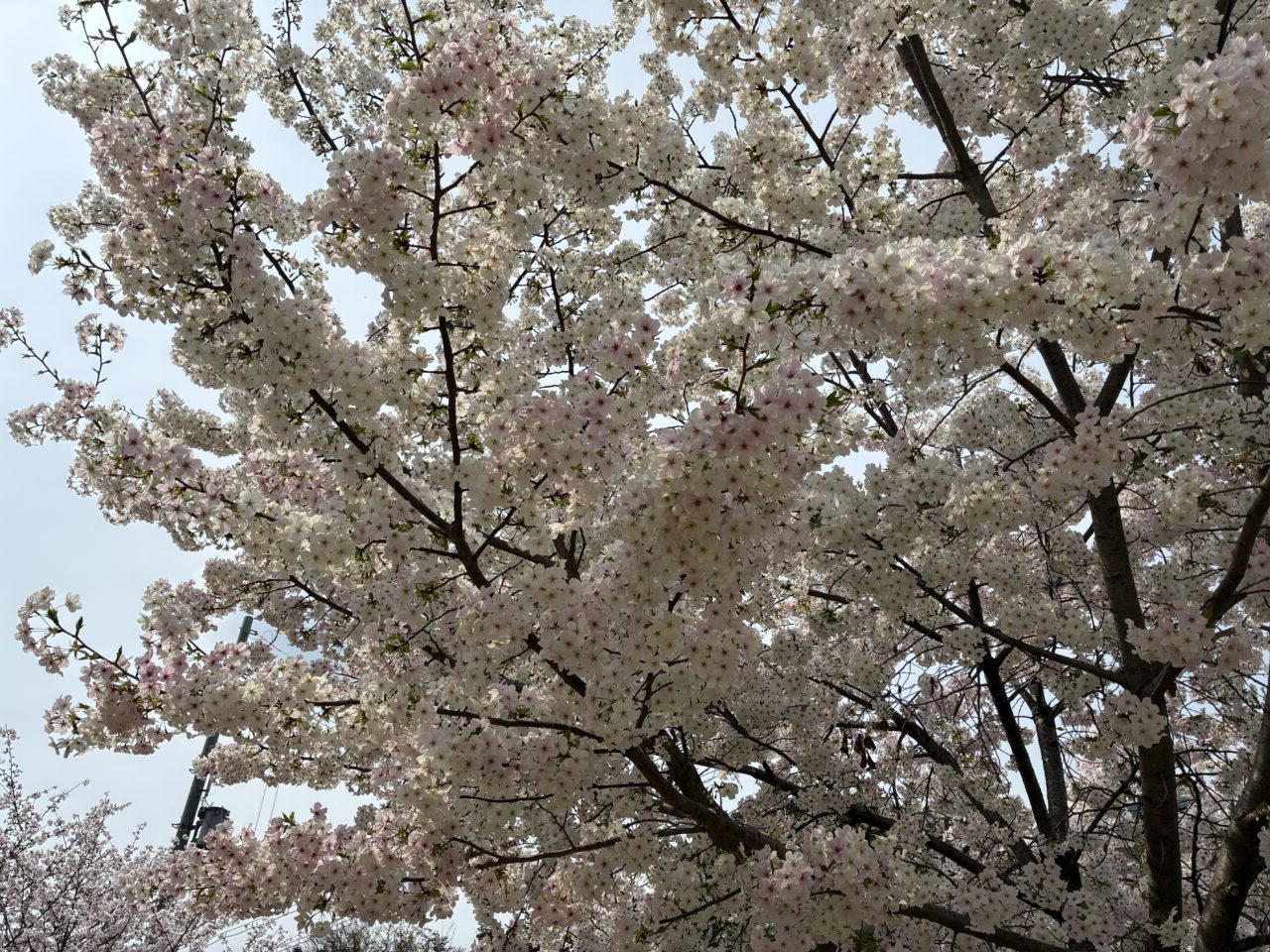 岡本町公園でさくらマルシェ