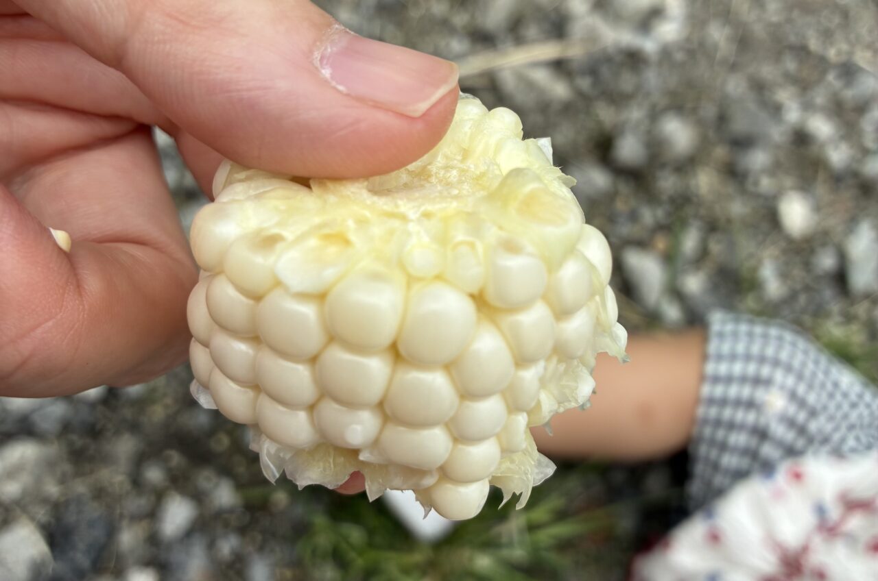 かたおか苺園