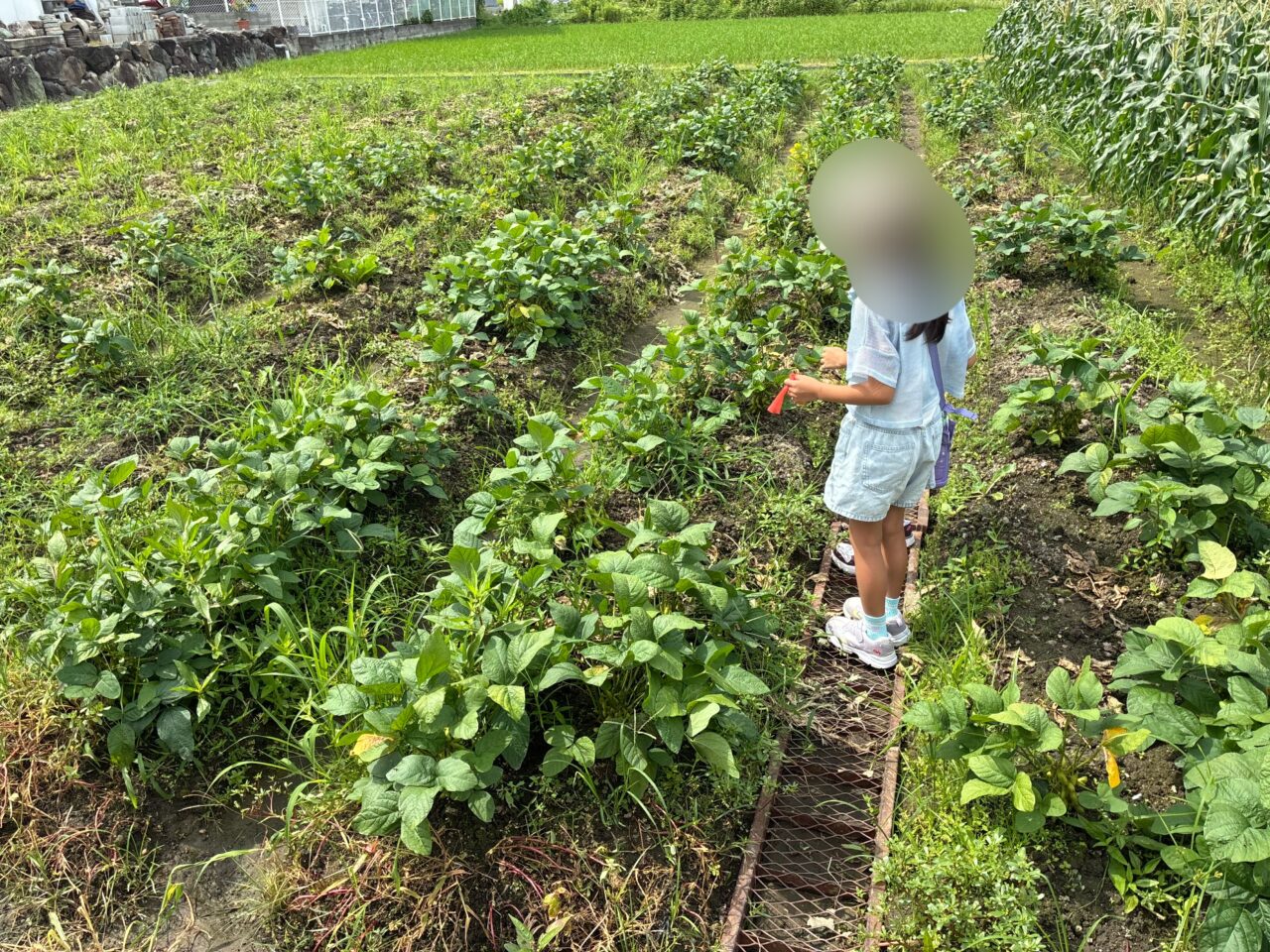 かたおか苺園